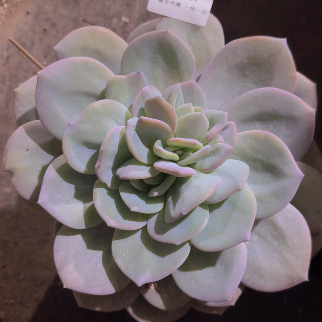 B457单头分心奶茶