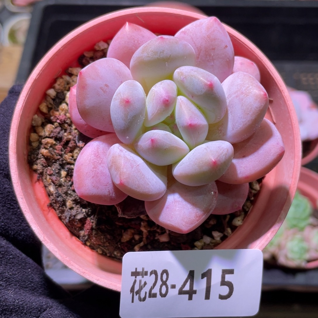 花利美28-415香水