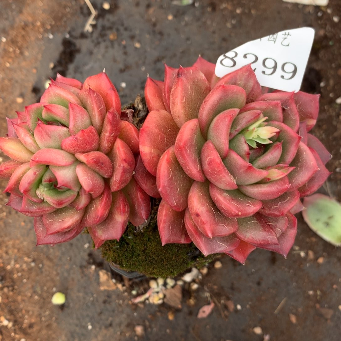 8299杂交多肉老桩