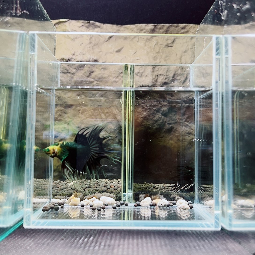 斗鱼精品精品精品精品精品