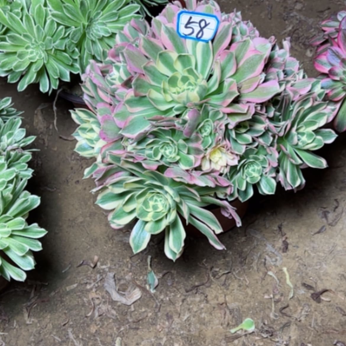 【闪购商品】多肉植物白凤58