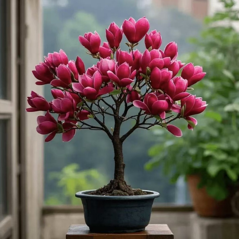 1新品种玉兰四季浓香型矮化玉兰三季开花盆栽地栽庭院种植