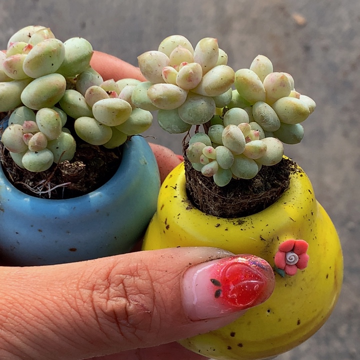 樱桃三头5颗  包邮  多肉