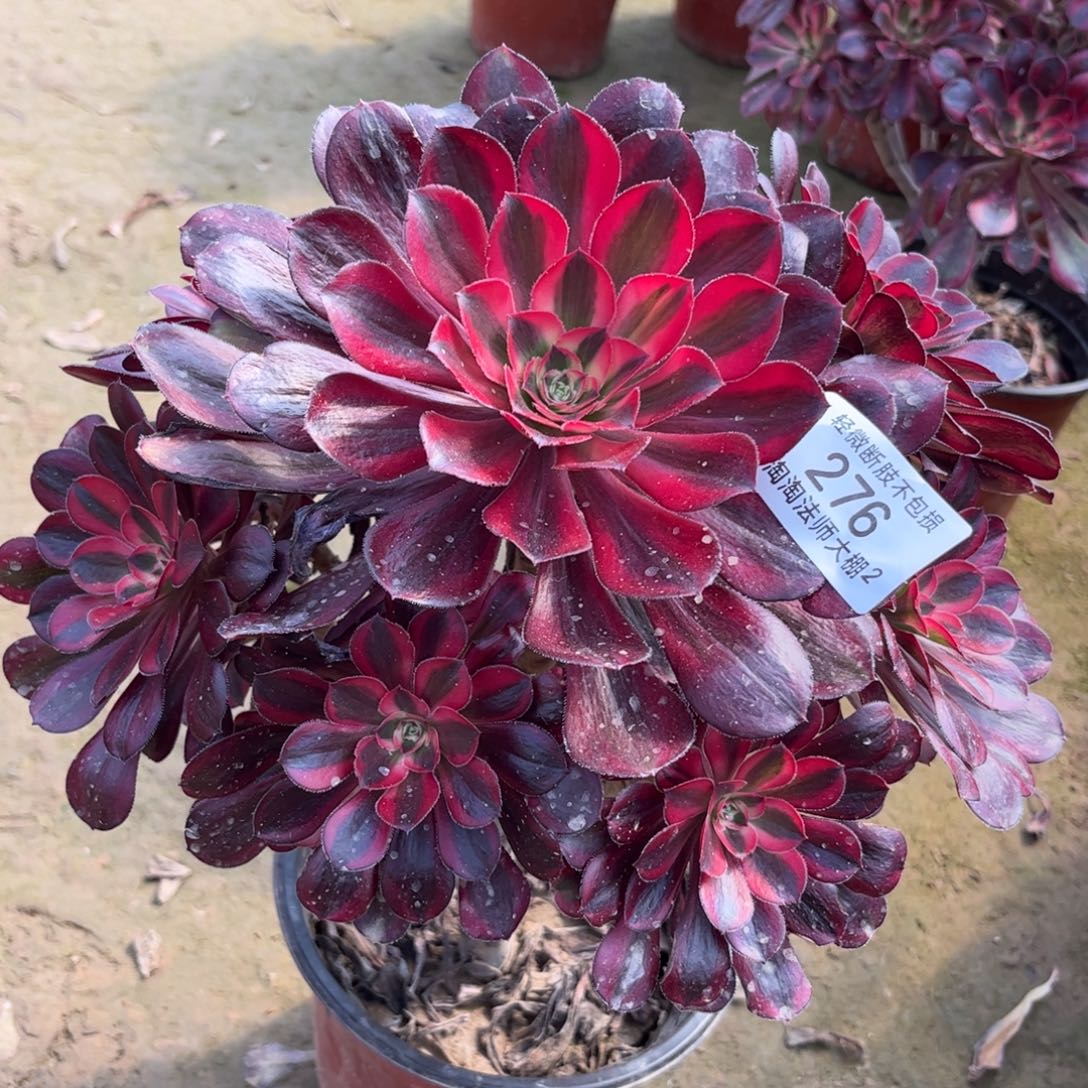 276丽娜多肉植物法师