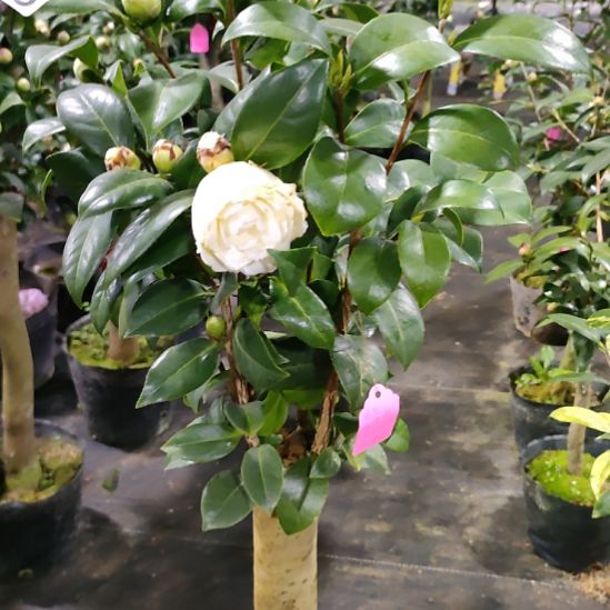 894康寿桃，黄达，花佛鼎，五色芙蓉