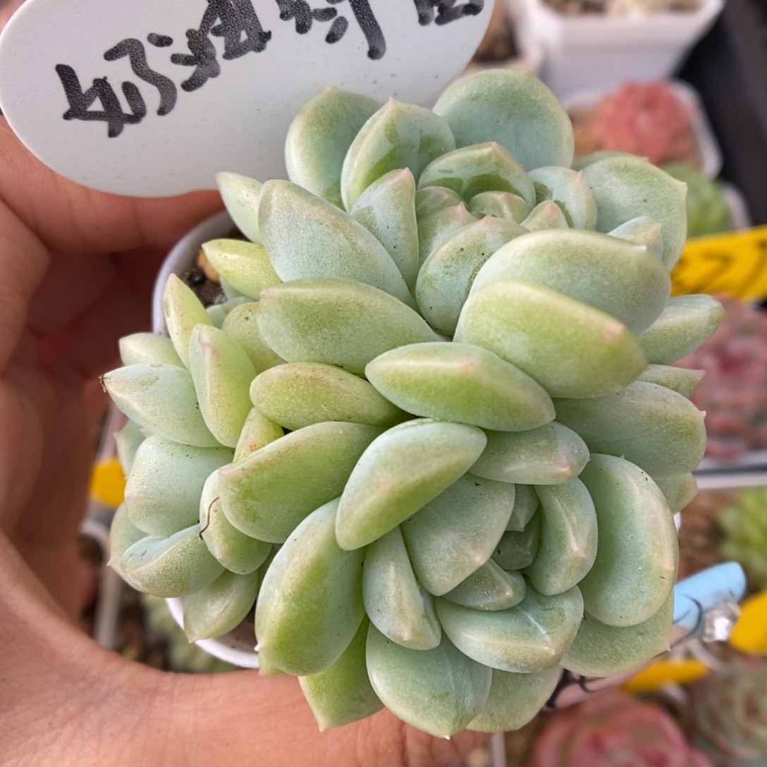 奶油财富群生可拍 