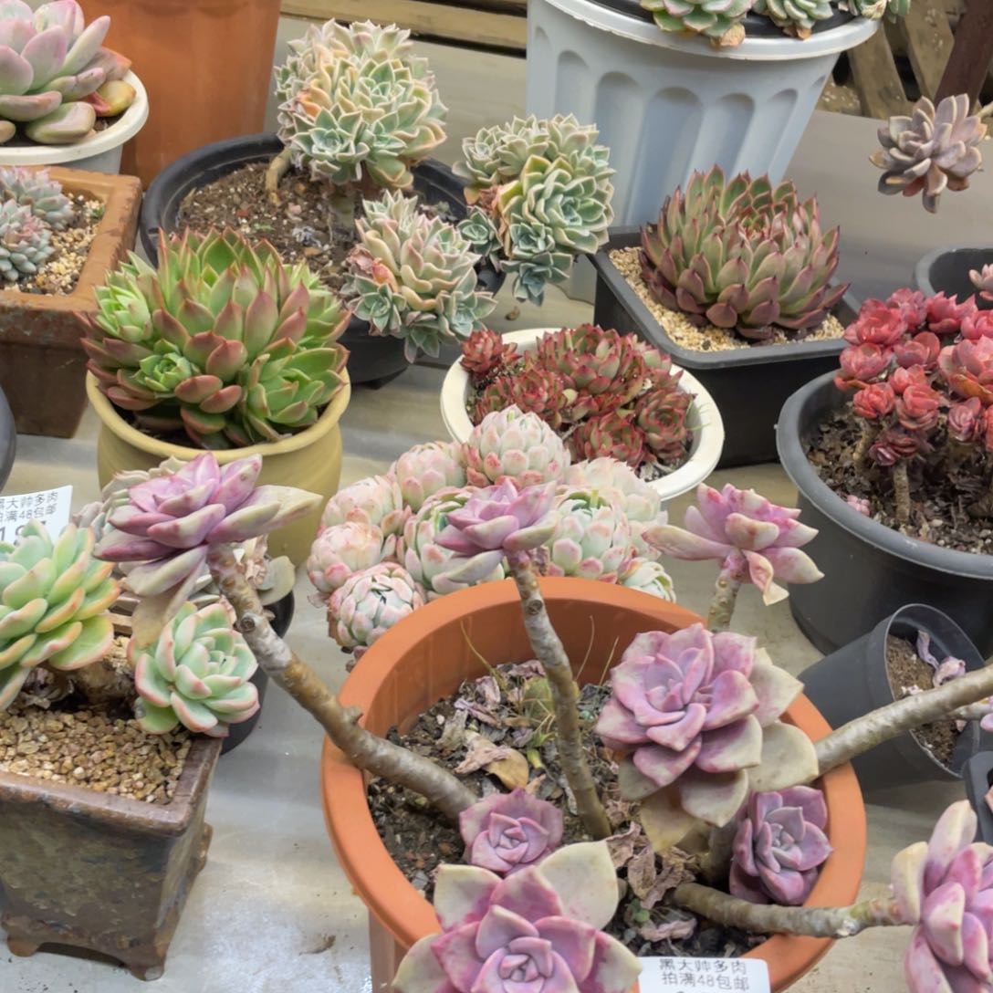 黑大帅多肉195紫了