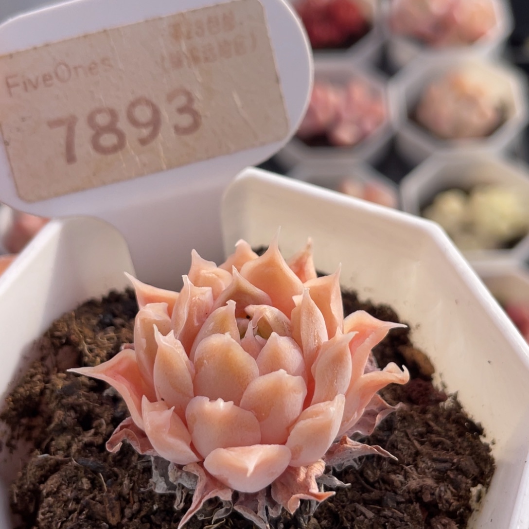 财路7893-3.5厘米