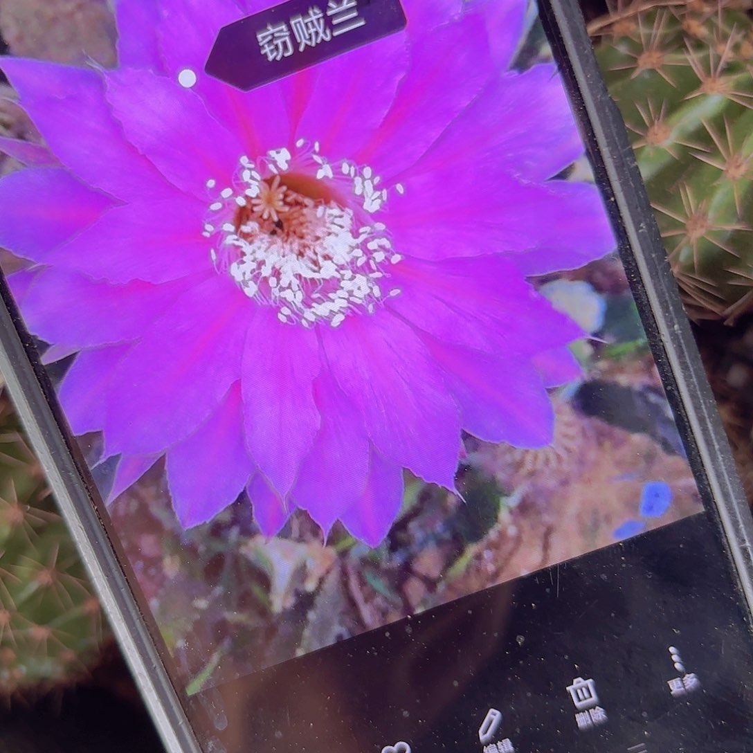 窃兰彩侧牙20包邮仙人球15