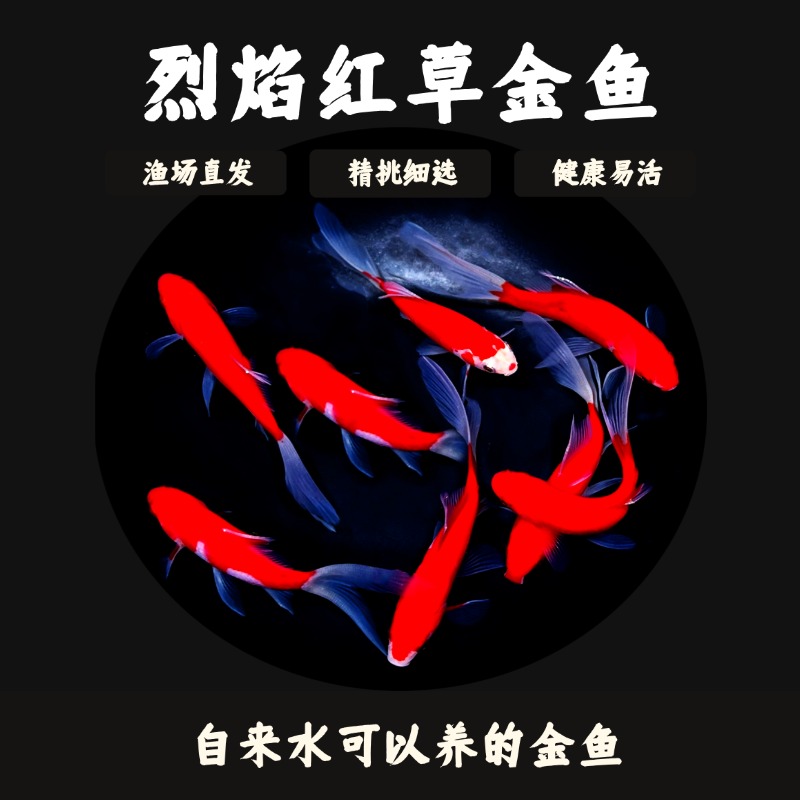精品烈艳红金鱼7-9厘米11条冷水金鱼观赏鱼好养耐活包邮包损耗