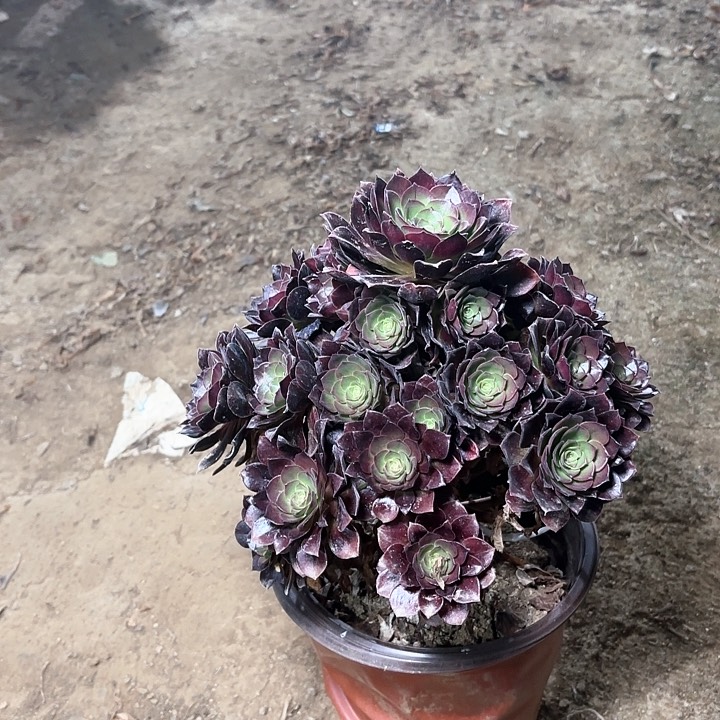 多肉植物荷兰玫瑰11