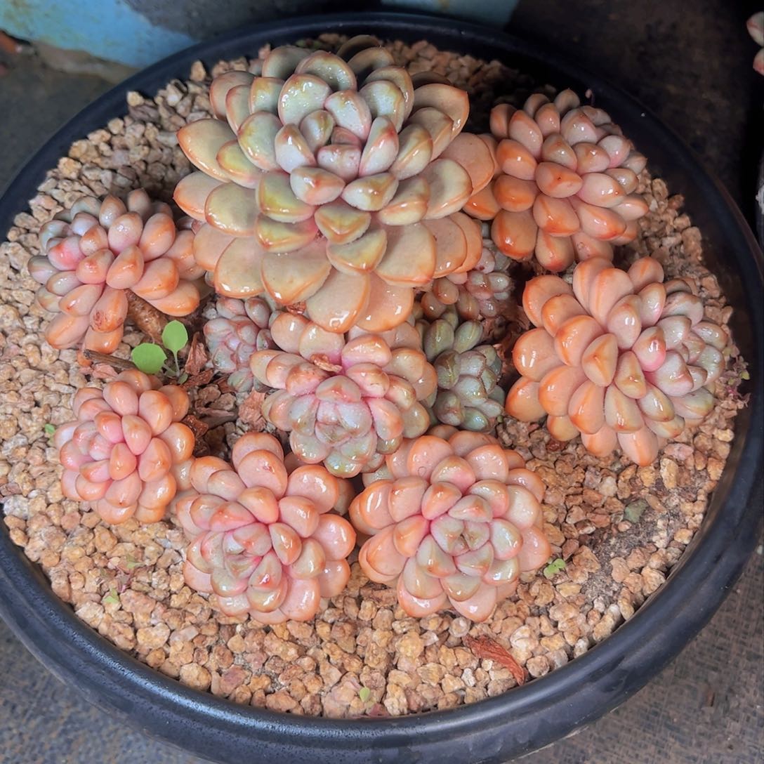 春****?多肉植物保护研究所所长