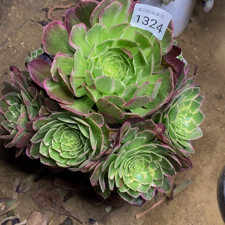 海王多肉断头不包1324