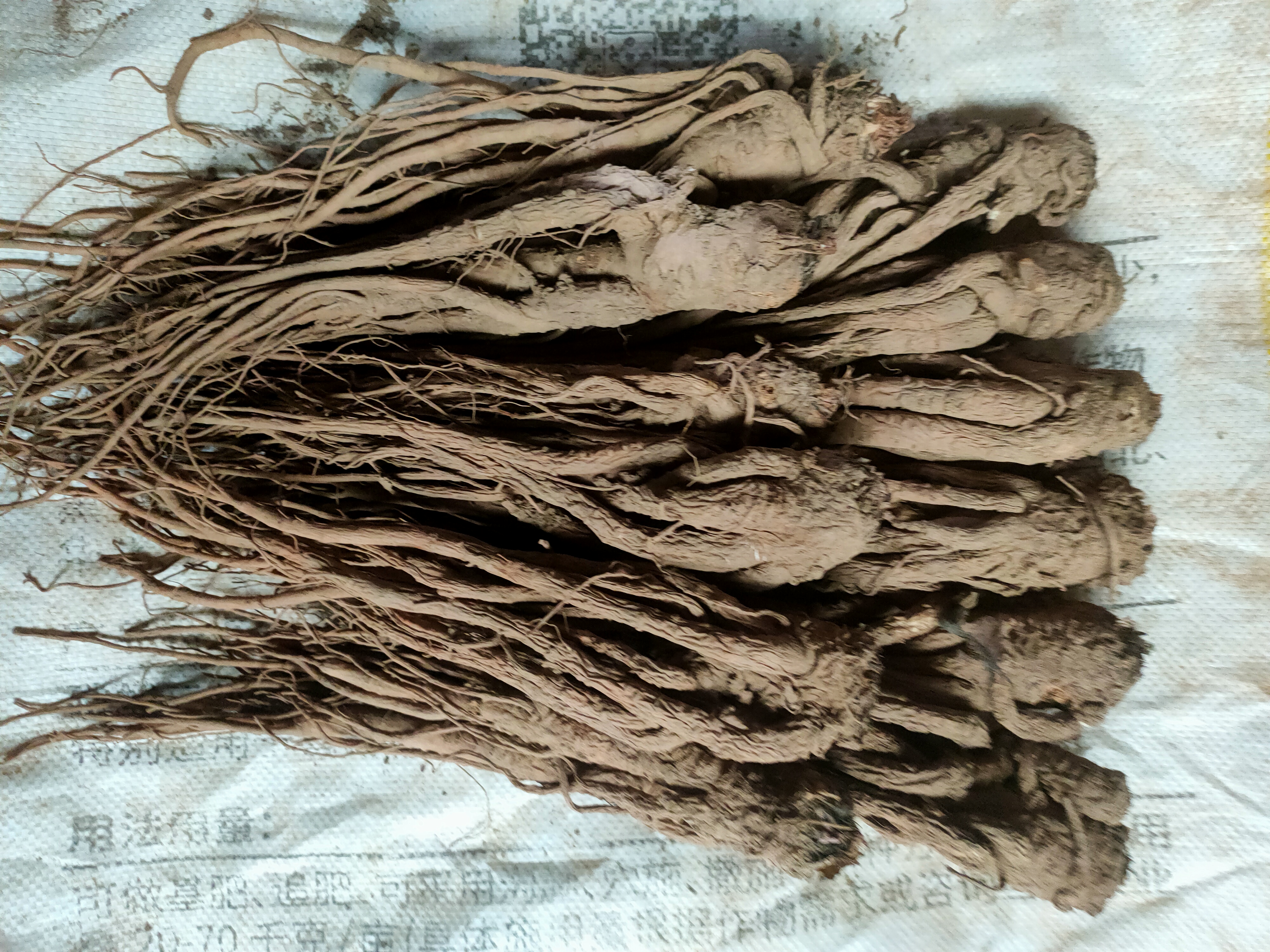 甘肃岷县原产大中当归七八成干整根自然晒干可滋补煲汤泡酒的特产