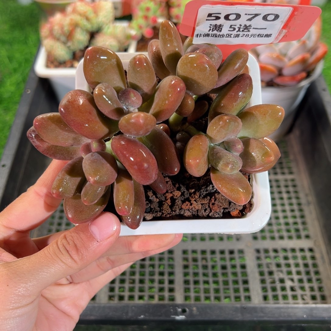 表妹精品多肉5070.