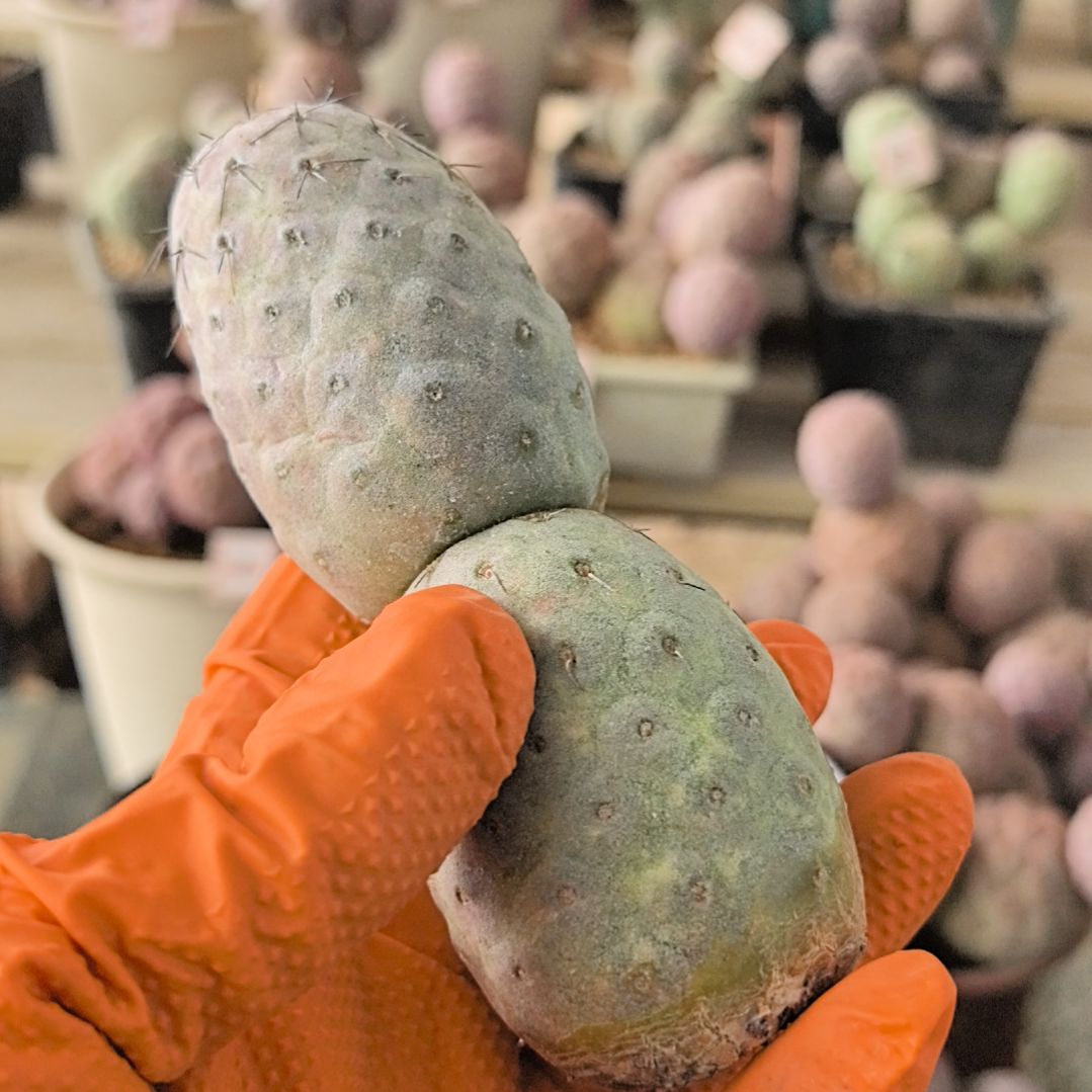 习志野仙人球直播