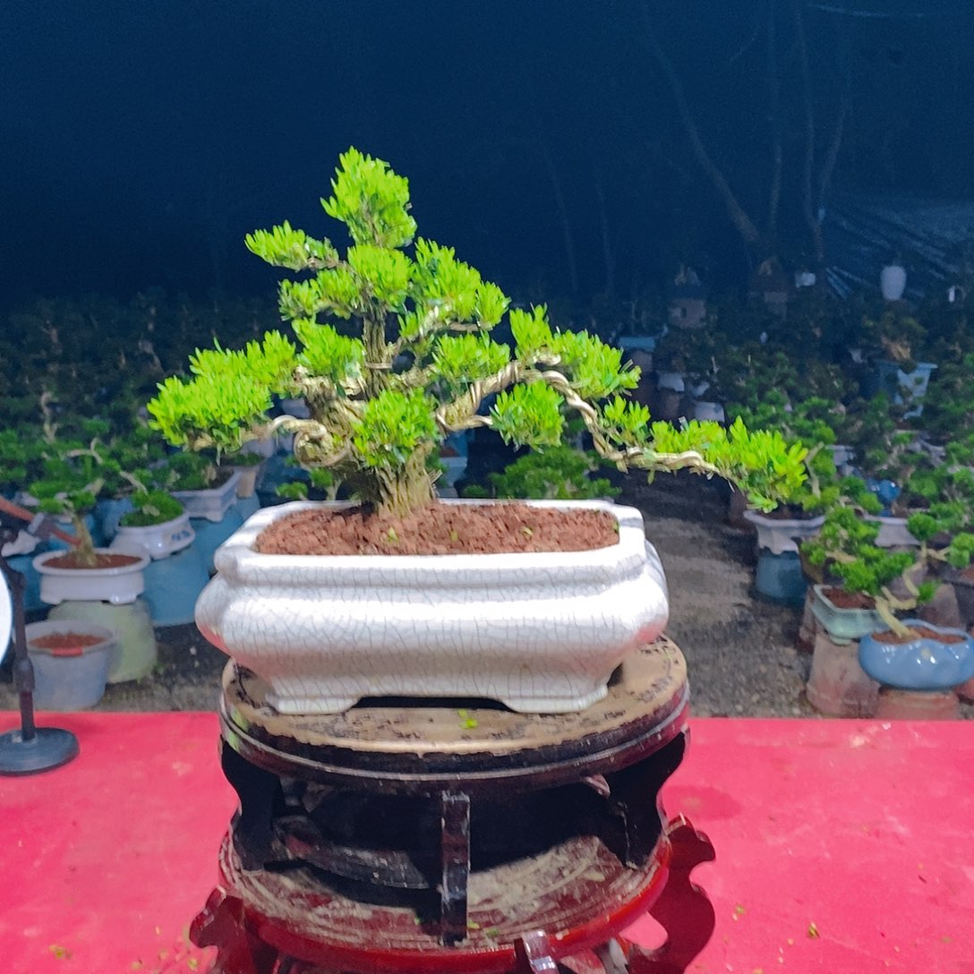 龍***少无花朵广东雀舌黄杨盆景