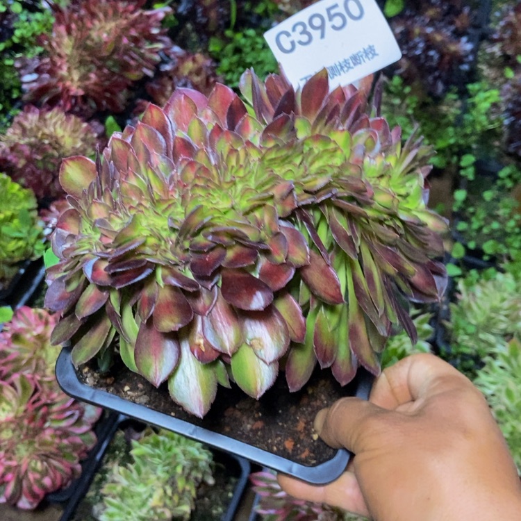 【闪购商品】3950抹茶多肉