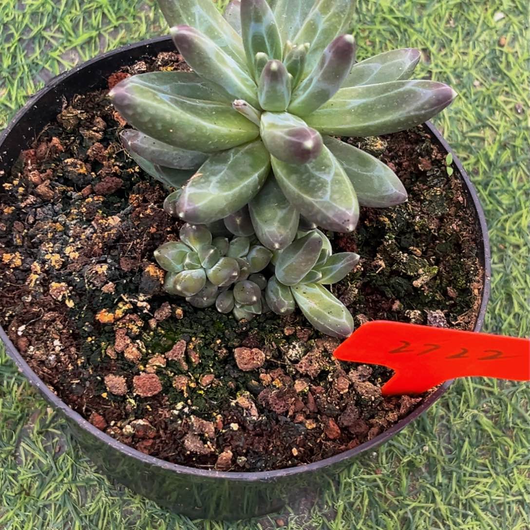 2722下午多肉植物群生