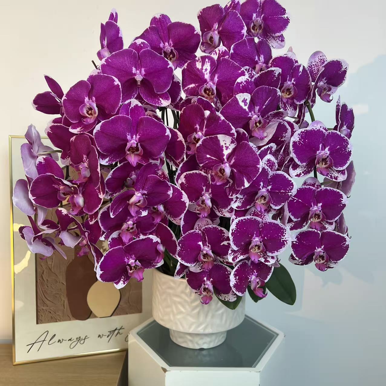 蝴蝶兰《大财主》紫色花 好养耐开 室内花卉