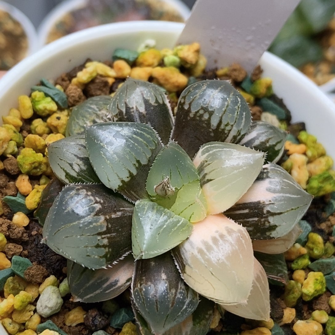 浅***沫糯玉露锦141111111111