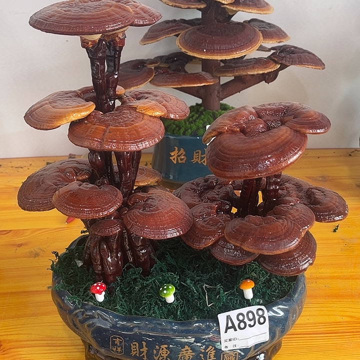 全部花朵8888088888888888888