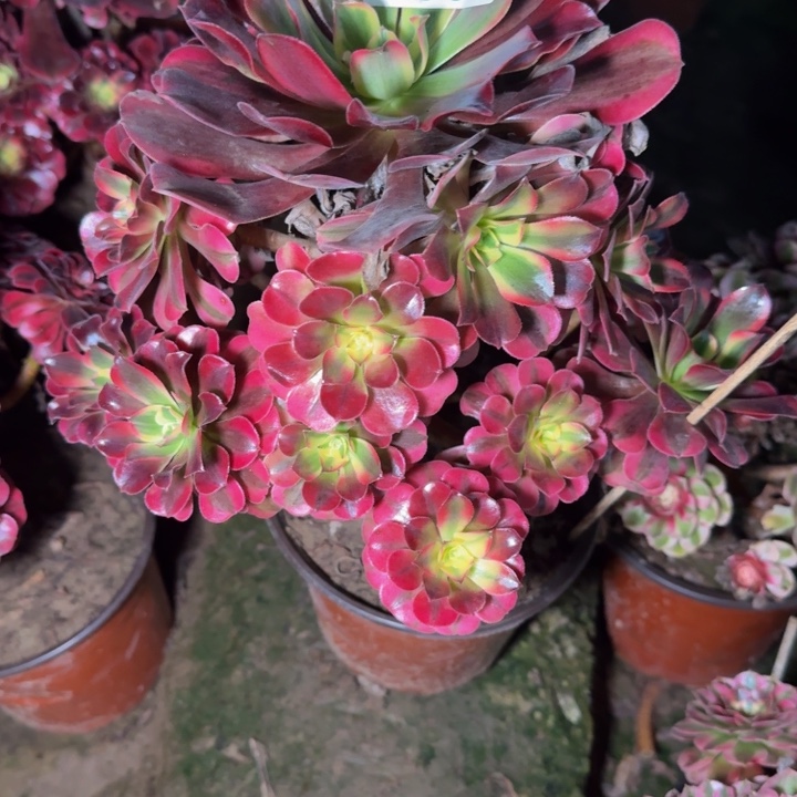 3502美杜莎不包断枝