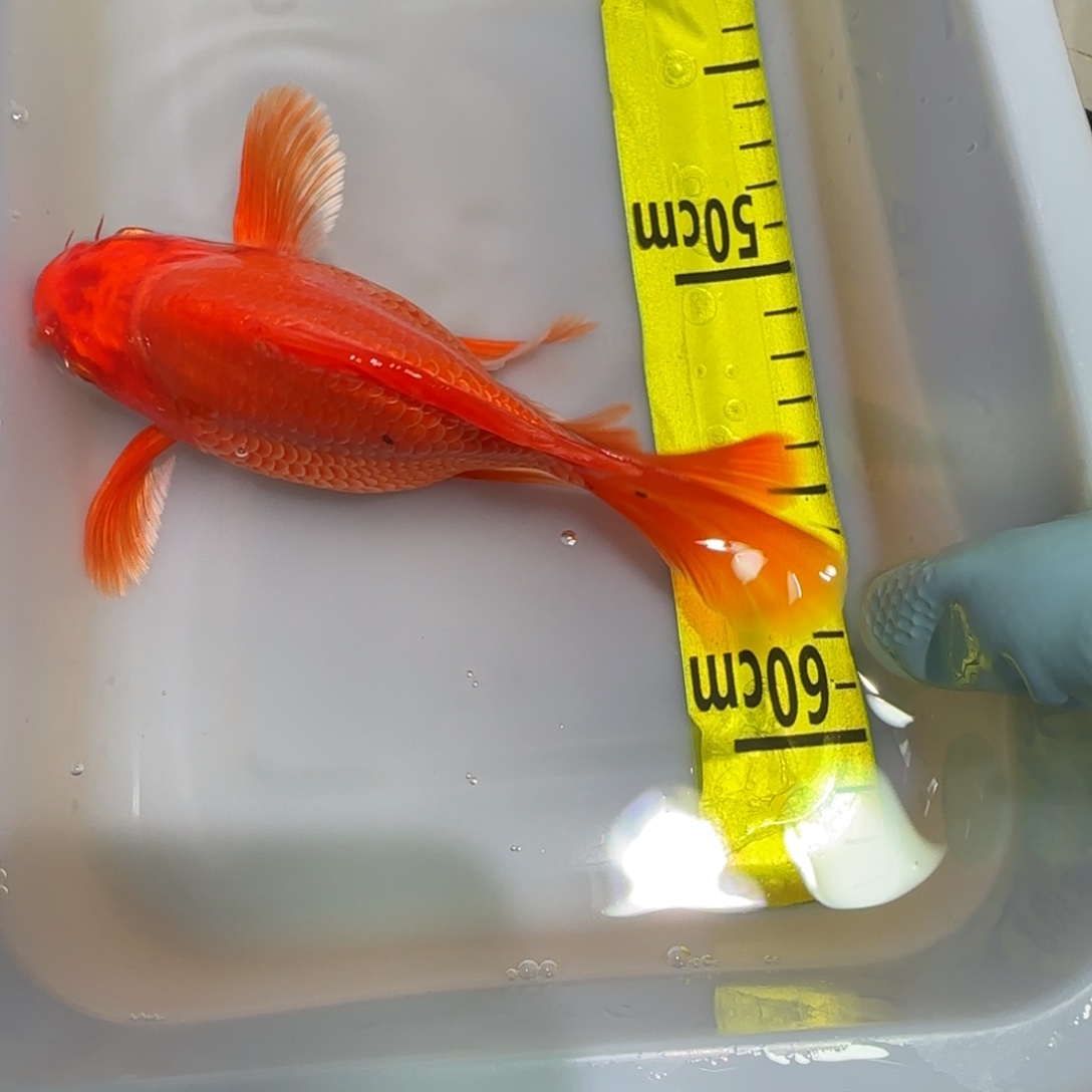 中国大陆蝴蝶鲤一条