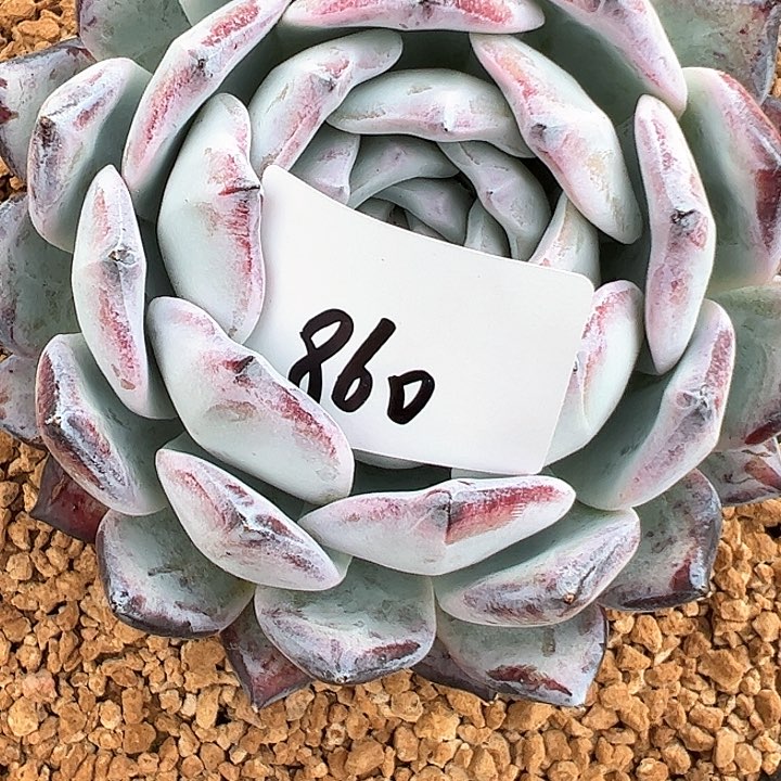 鞍*狼860////////////