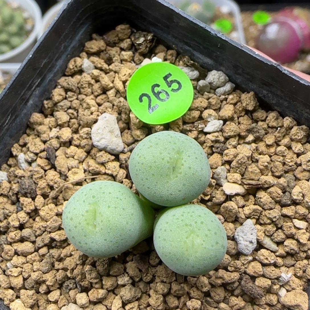 青春痘群多肉植物265