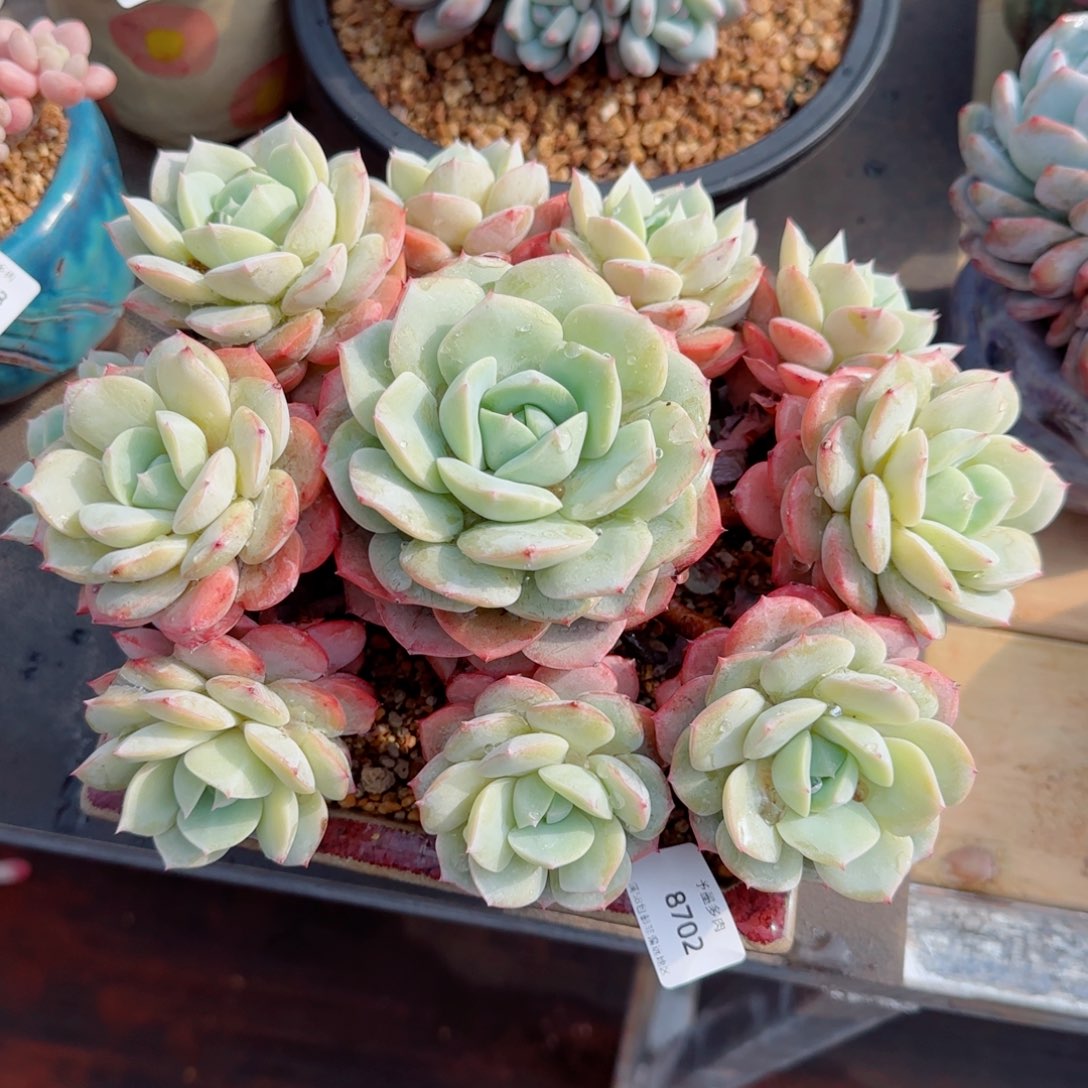 恋曲无砍，8702多肉植物