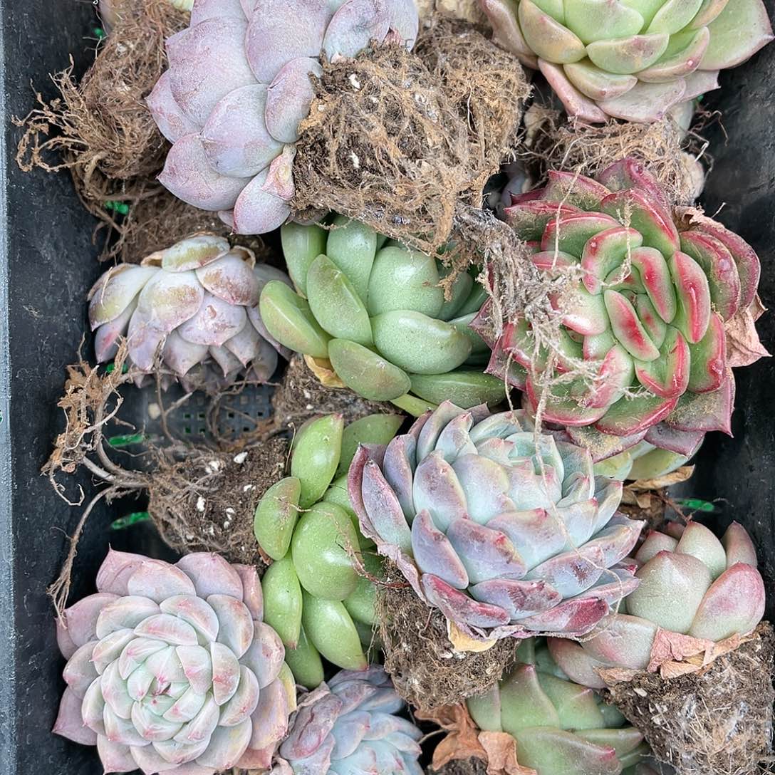 多肉一物一拍25-105