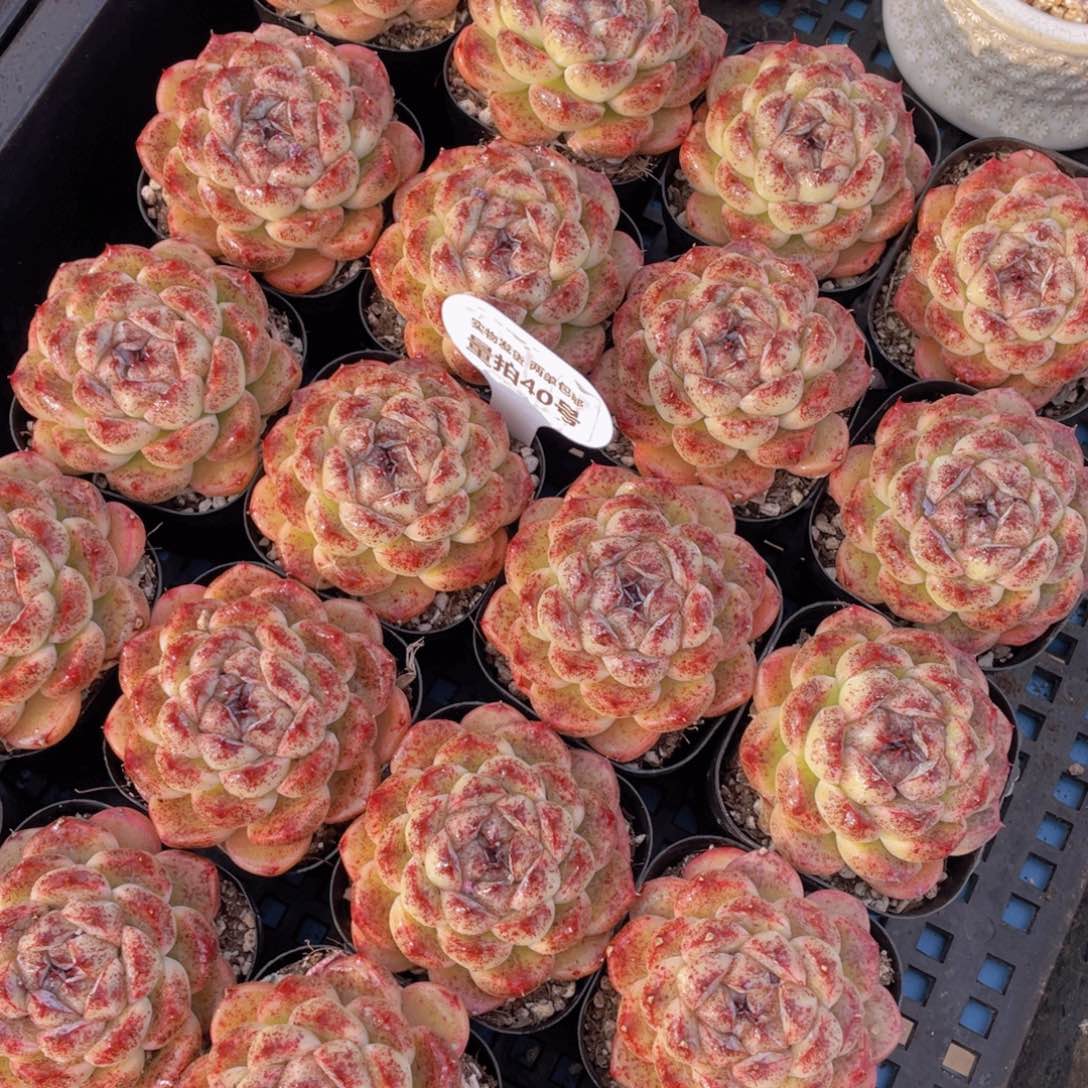 量拍40号黑森林大单头一个