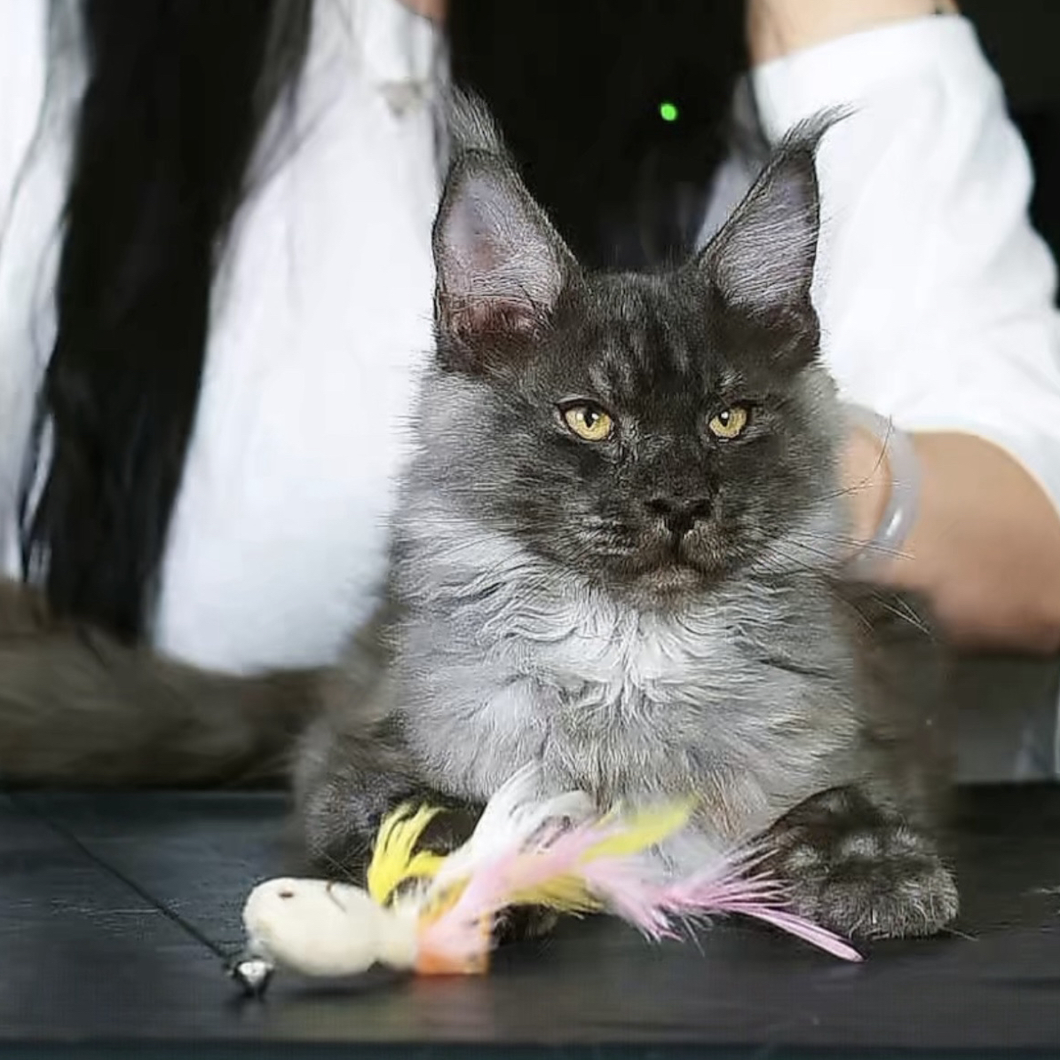 烟灰色缅因猫弟弟，三个半月，钱多多缅因猫
