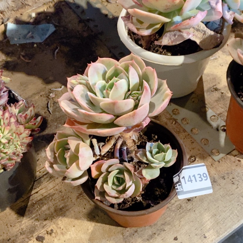 【闪购商品】蓝色苍鹭14139