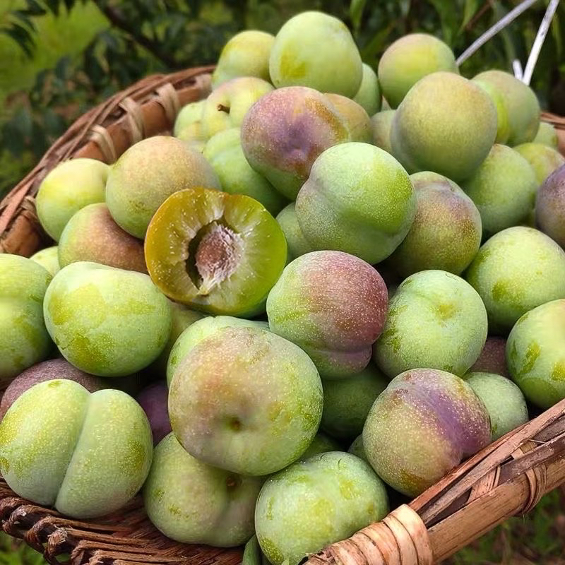 正宗绥江半边红李子