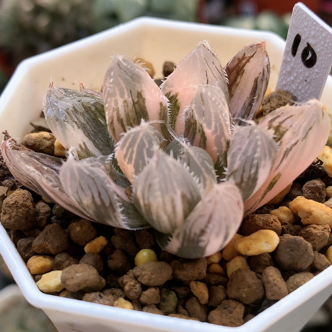 大魔王玉露锦带盆土发货