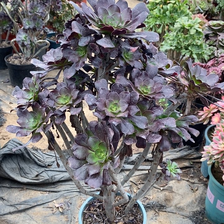 圆叶多肉植物115。 