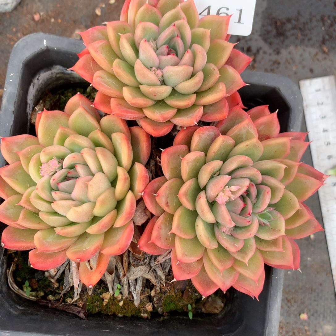 4461杂交多肉老桩