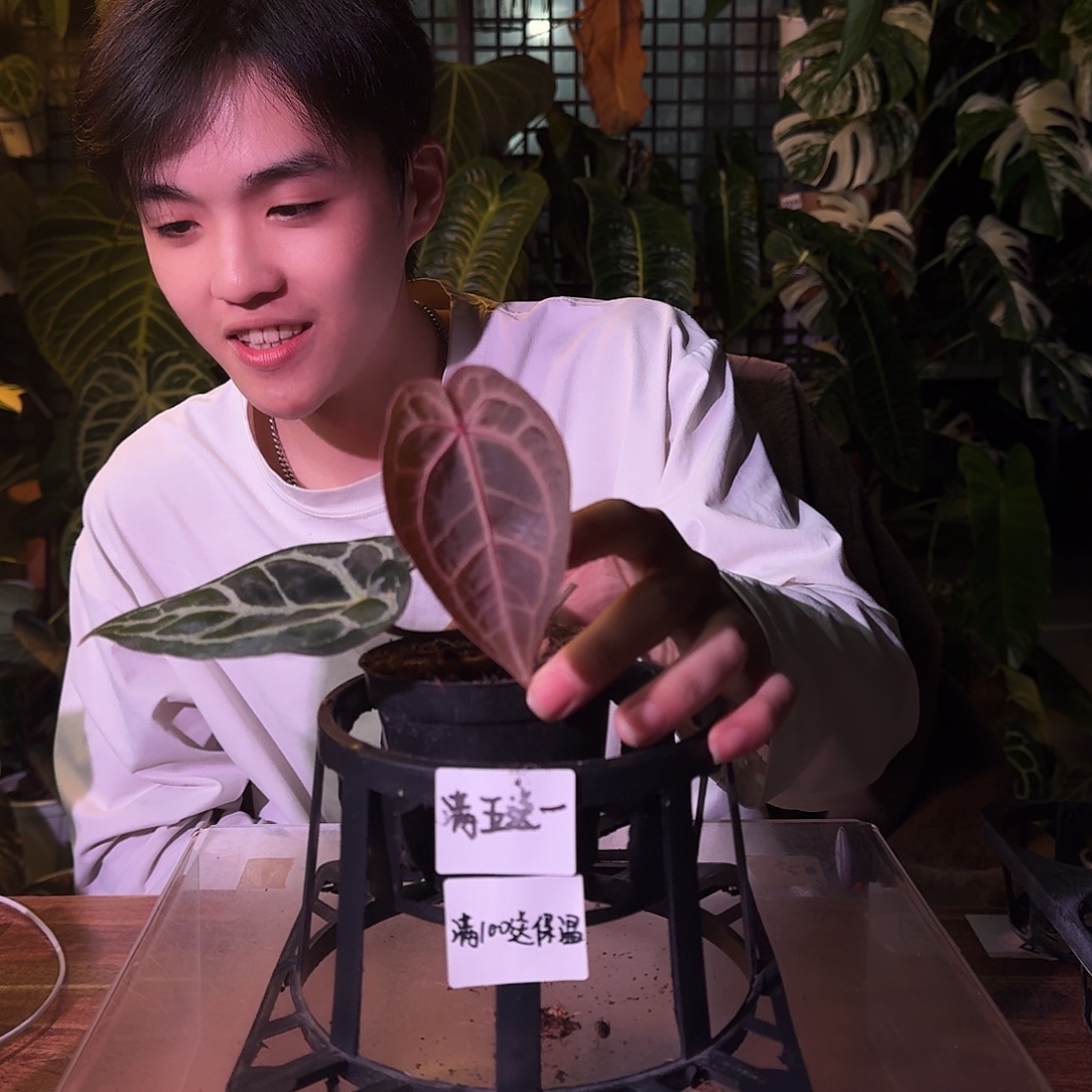 不开花植物G267红铜杂米歇尔