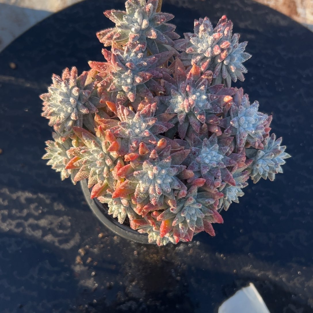 大脸白菊～一物一拍2419