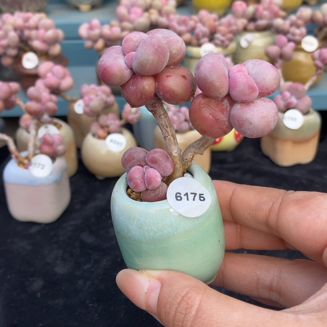 6175糖果腰子蛋带盆土