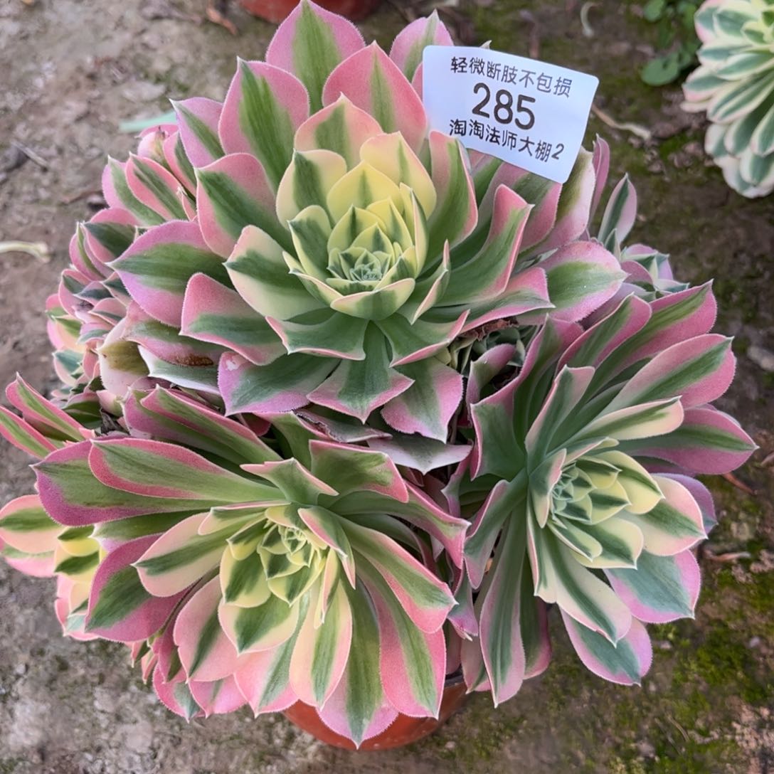 285 白凤多肉植物法师