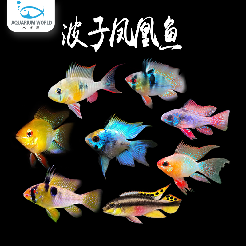波子鱼金波子阿凡达凤凰鱼皮卡丘宝蓝球热带鱼观赏鱼小型淡水鱼