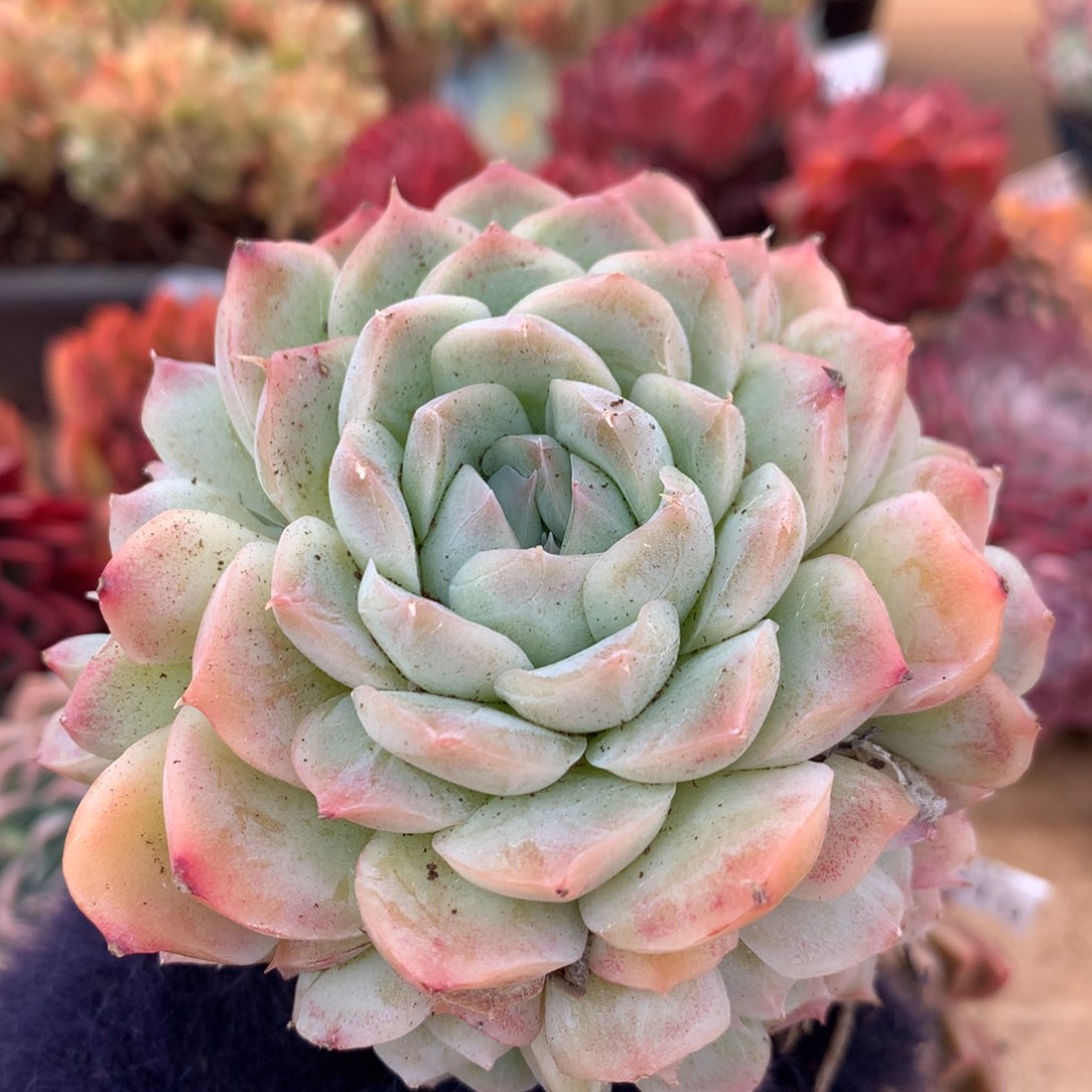 6432新年快乐发发发