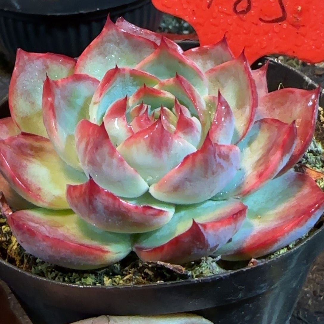 惊鸿一物一拍包装收缩花旱185