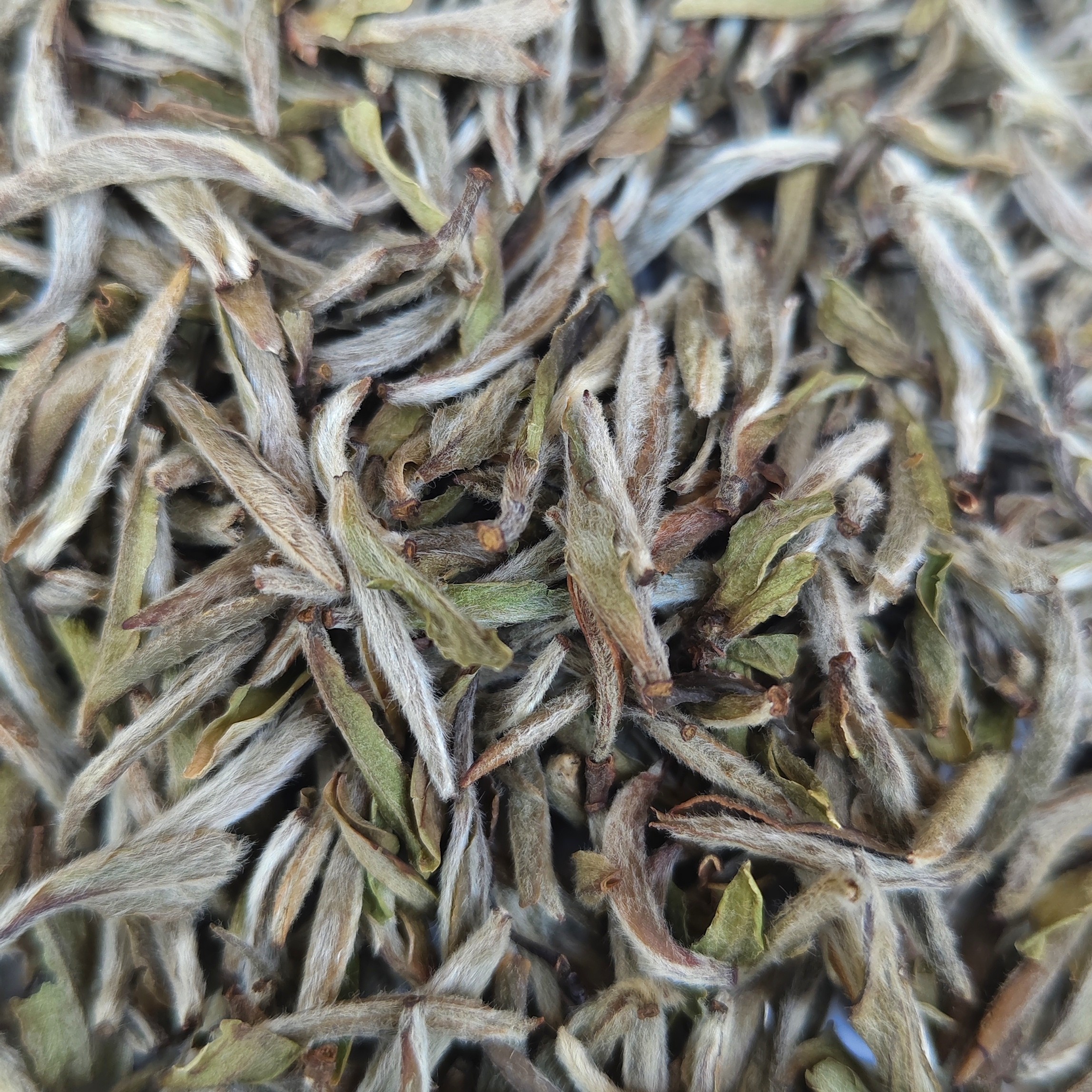 2020头采白毫银针，鲜爽甘甜，毫香蜜韵！