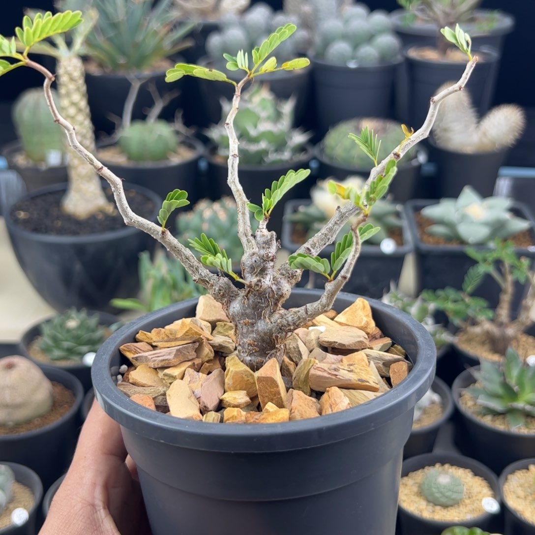 沙漠苏木实生一物一拍