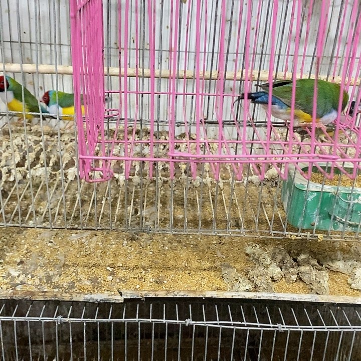 ꪟ***冠文鸟高彩公一只包活到家收到货拍开箱视频