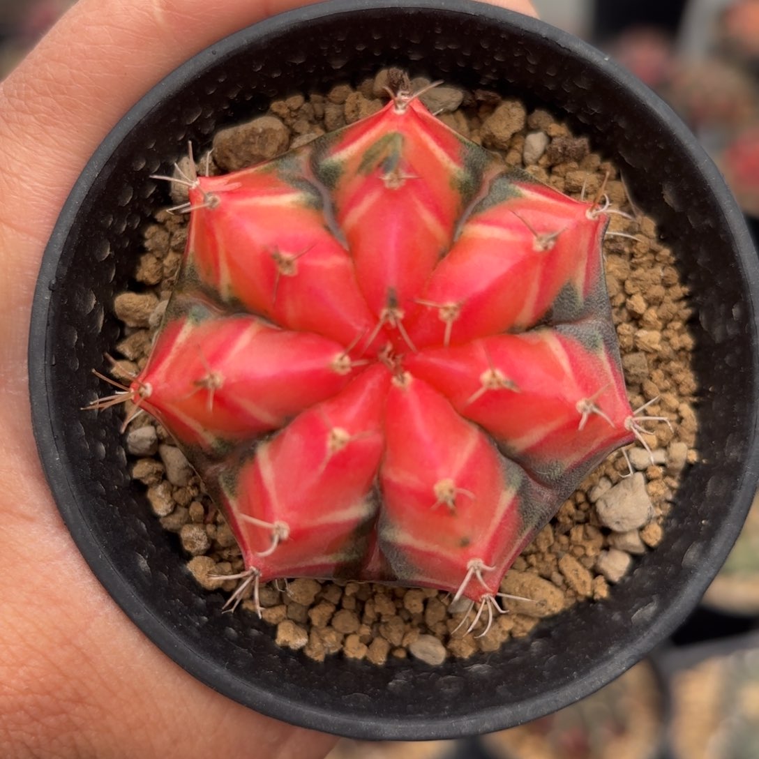 泰系实生米哈仙人球2